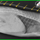 enfisema subcutáneo