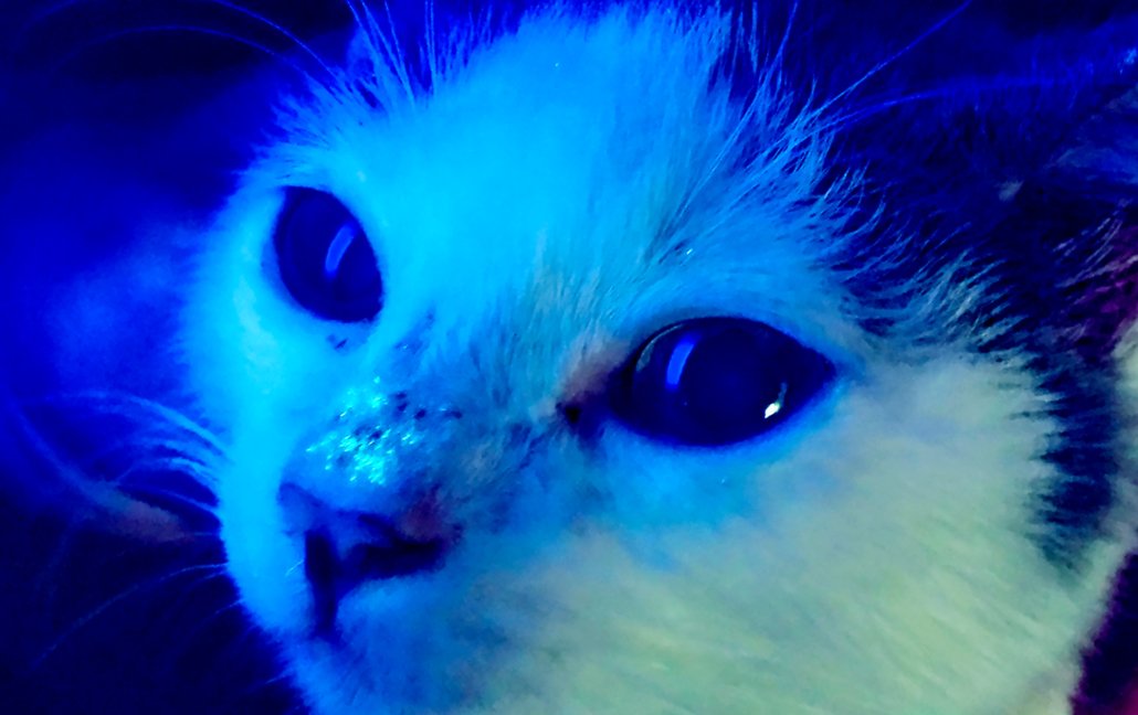 dermatologia dermatologia