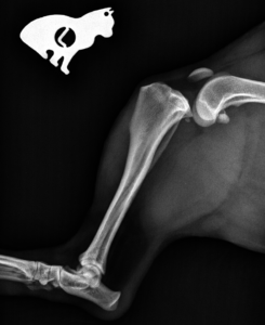 radiografía rotura de ligamento cruzado radiografía lateral de rodilla