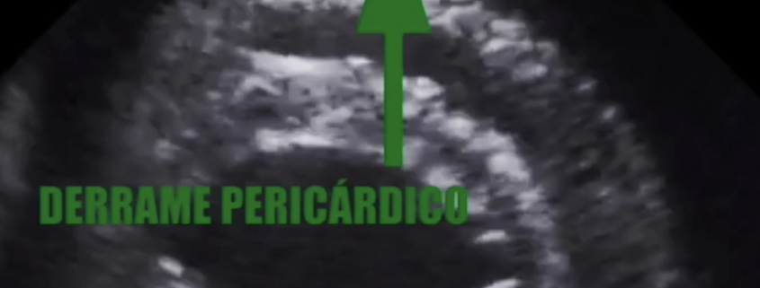 Tamponamiento cardíaco servet urgencias veterinarias