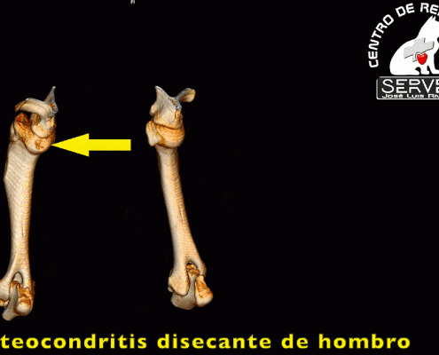 Osteocondritis disecante servet urgencias veterinarias