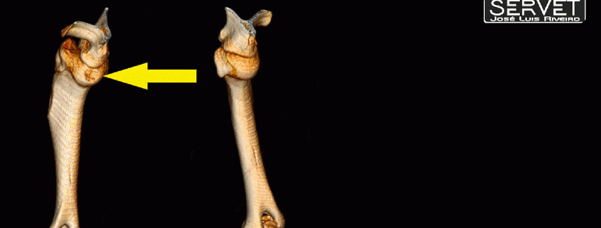 Osteocondritis disecante servet urgencias veterinarias