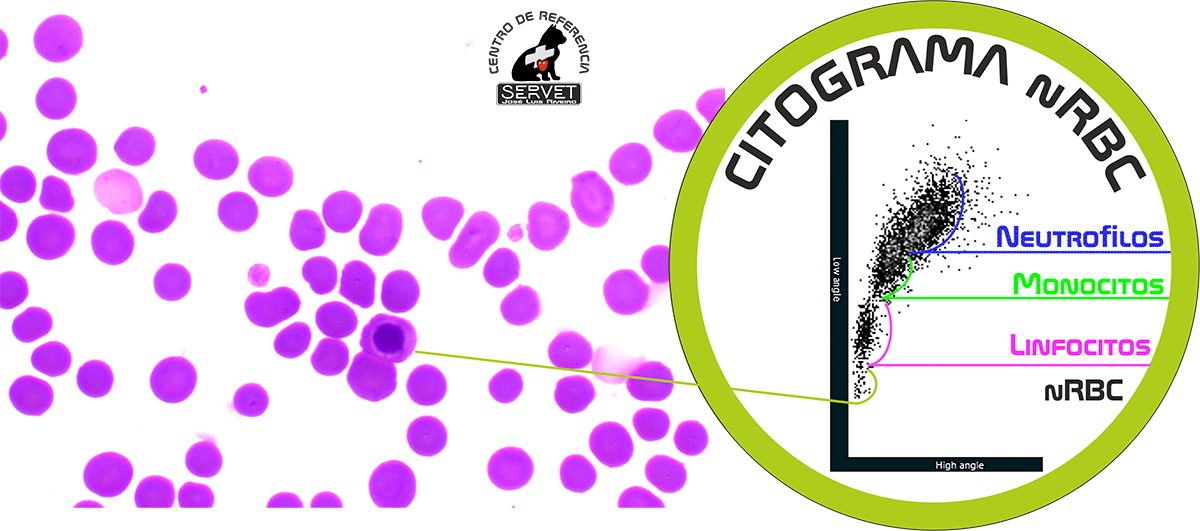 Celulas rojas nucleadas scattergrama