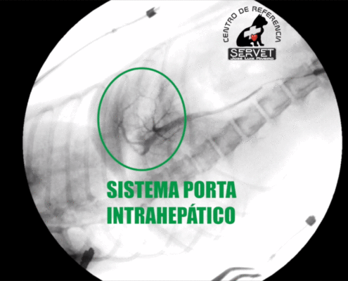 Shunt portosistémico servet urgencias veterinarias