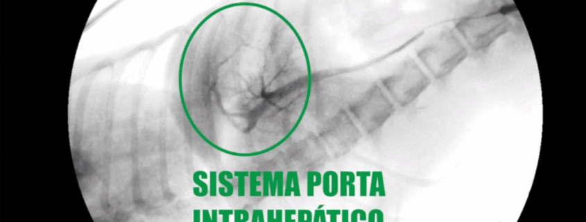 Shunt portosistémico servet urgencias veterinarias