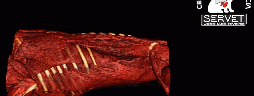 hernia discal servet urgencias