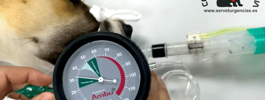 presión manguito endotraqueal