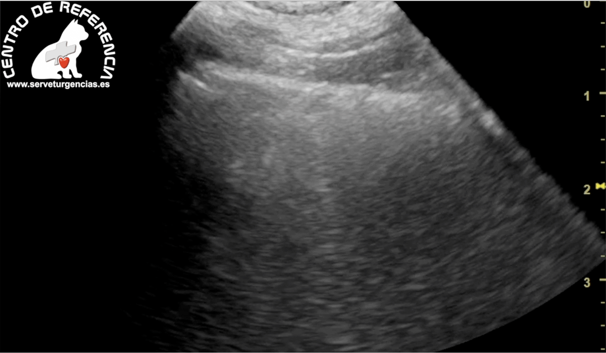 edema-agudo-de-pulmon-espiración Edema agudo de pulmón servet urgencias veterinarias