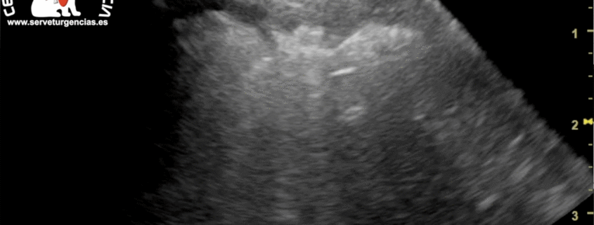 Edema agudo de pulmón servet urgencias veterinarias