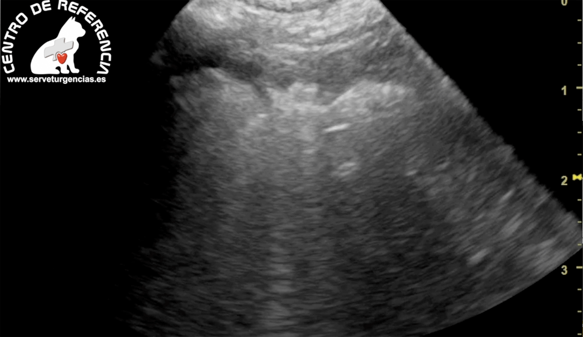 edema-agudo-de-pulmon-inspiración Edema agudo de pulmón servet urgencias veterinarias