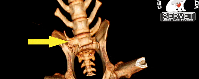 Sacralización parcial servet urgencias veterinarias