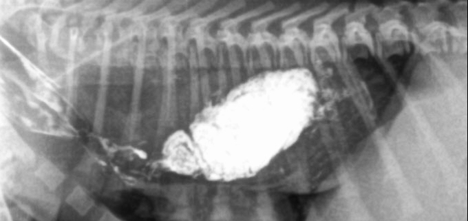 Megaesófago perro Servet Urgencias