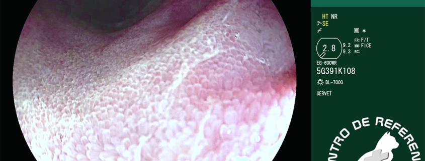 Vellosidades intestinales duodeno