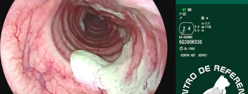 Endoscopia Laringotraqueitis