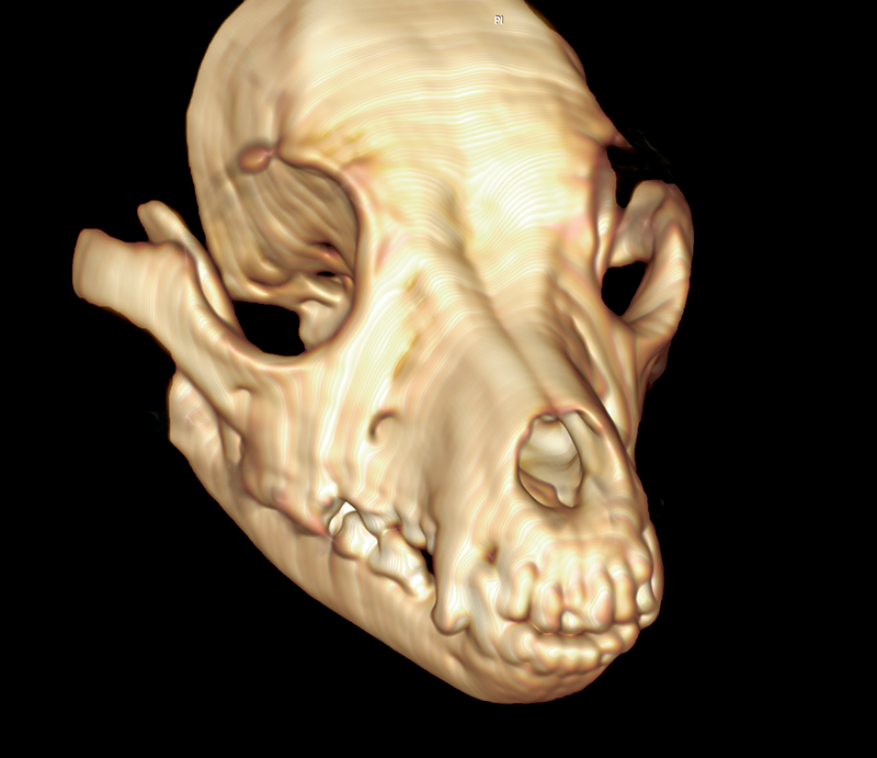 23 tac 3d posoperatorio